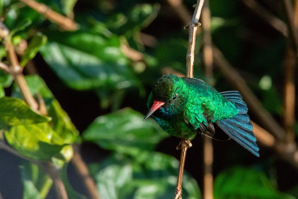 Beija-flor fotografado na Pousada Terra dos Pássaros