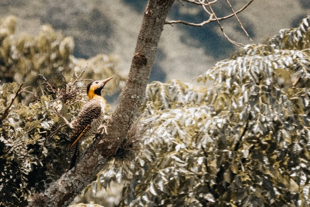 Pica-pau fotografado na Pousada Terra dos Pássaros