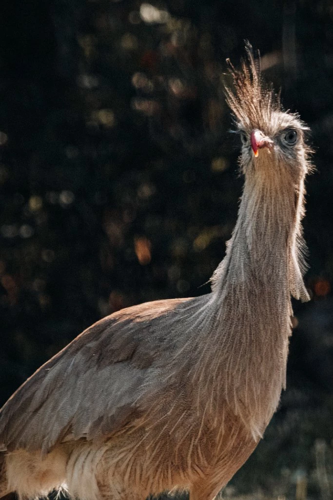 Seriema fotografada na Pousada Terra dos Pássaros
