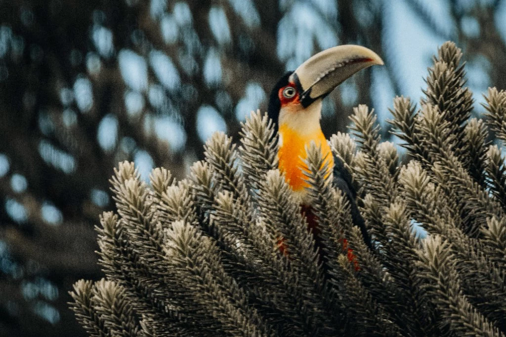 Tucano fotografado na Pousada Terra dos Pássaros